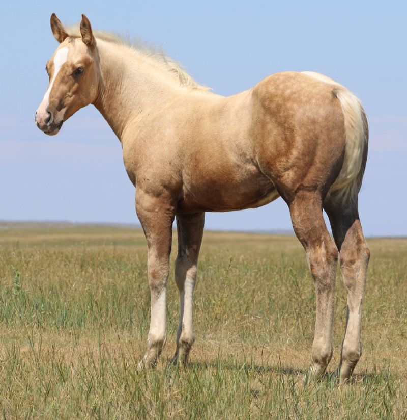 005 - Katy Flit colt